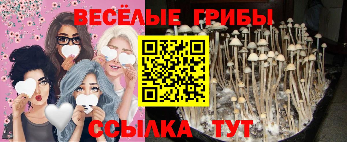 Феодосия  Галлюциногенные грибы прущие грибы  Вход с VPN  Галлюциногенные грибы Psilocybine cubensis 